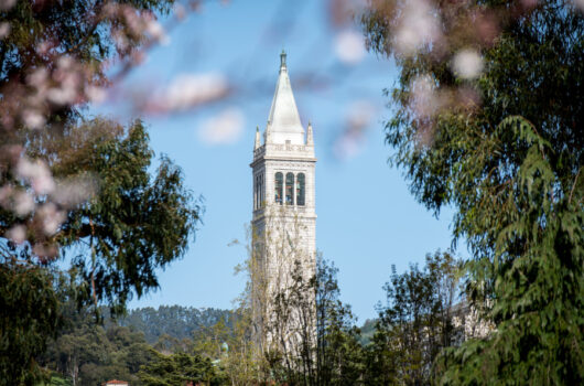 View of campanile tower through spring blossoms